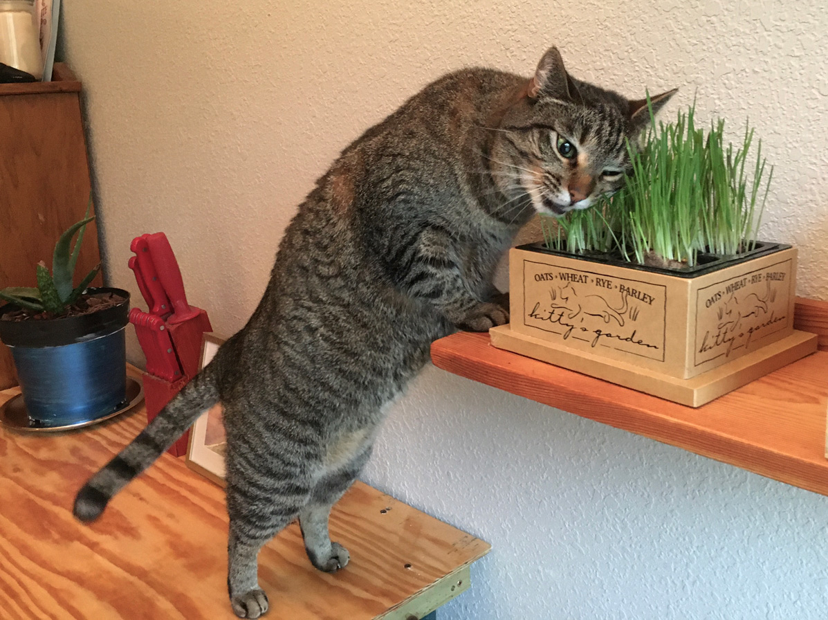 Outdoor Planter